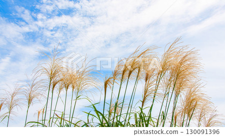 蒲葦在秋天的天空中搖曳 130091396