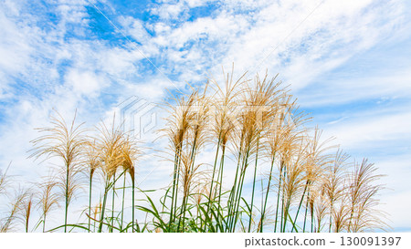 Susuki在秋天的天空中閃耀 130091397