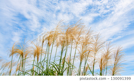 Pampas grass swaying in the autumn sky 130091399