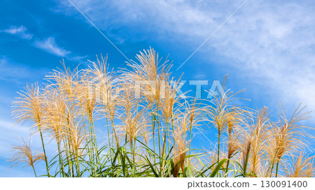 Susuki shining in the autumn sky 130091400