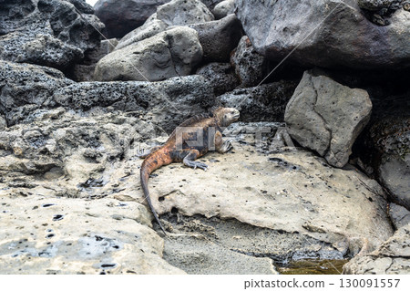 Marine iguana resting on rocks at Playa Loberia 130091557