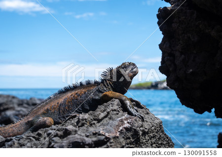 Marine iguana resting on rocks by the ocean, Galapagos Marine iguana resting on rocks by the ocean, Galapagos 130091558