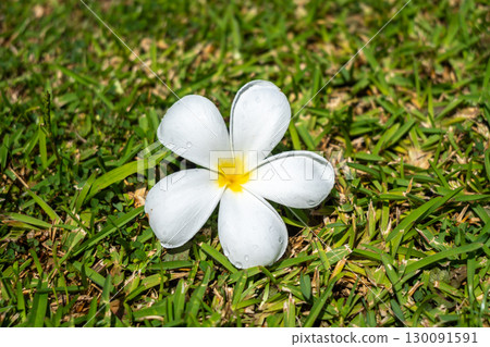 Frangipani Flower on Tahaa Island, French Polynesia 130091591