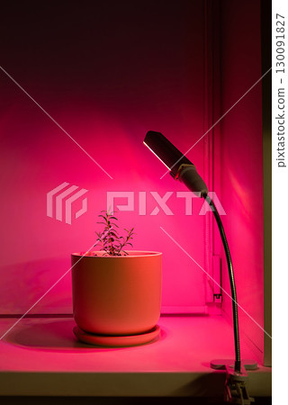 Small potted lavender plant under grow light with pink hue. Small potted lavender plant under grow light with pink hue. 130091827