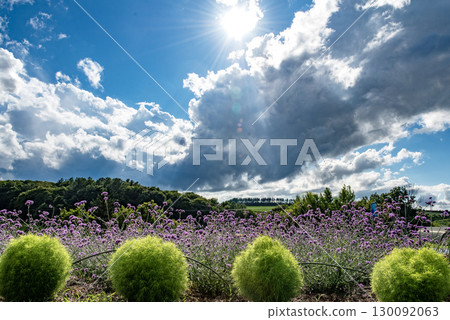 陽光下的藜蘆與馬鞭草 130092063