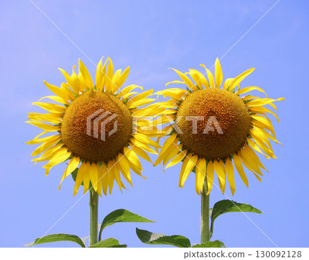 向日葵 向日葵 130092128