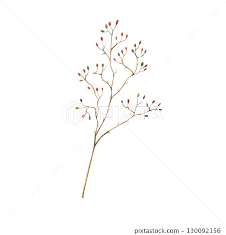 Watercolor autumn dry branch with red berries. Botanical hand drawn boho illustration isolated on background. Ideal for seasonal, halloween, forest, or nature-themed designs. Rustic foliage perfect 130092156