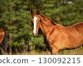 portrait of chestnut sportive foal grazing  at pasture at sunny summer day. close up 130092215
