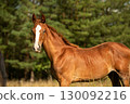 portrait of chestnut sportive foal grazing  at pasture at sunny summer day. close up 130092216