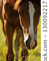 portrait of chestnut sportive foal grazing  at pasture at sunny summer day. macro 130092217