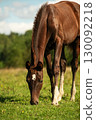 portrait of dark chestnut sportive foal grazing  at pasture at sunny summer day. 130092218