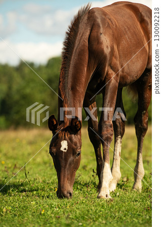 portrait of dark chestnut sportive foal grazing at pasture at sunny summer day. portrait of dark chestnut sportive foal grazing at pasture at sunny summer day. 130092218