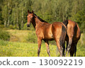 portrait of bay sportive foal grazing  at pasture at sunny summer day. 130092219