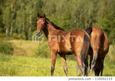 portrait of bay sportive foal grazing at pasture at sunny summer day. portrait of bay sportive foal grazing at pasture at sunny summer day. 130092219