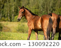 portrait of bay sportive foal grazing  at pasture at sunny summer day. 130092220