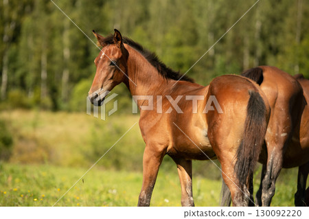 portrait of bay sportive foal grazing at pasture at sunny summer day. portrait of bay sportive foal grazing at pasture at sunny summer day. 130092220