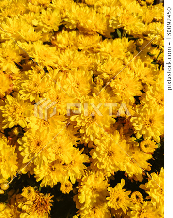 Bright yellow chrysanthemum flowers blooming in garden wallpaper 130092450