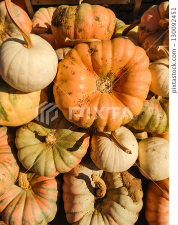 Pile of colorful pumpkins creating autumnal display 130092451