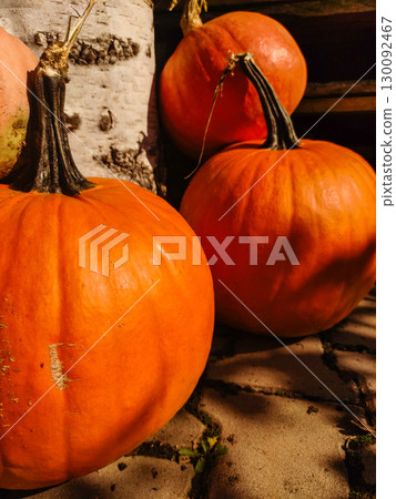Vibrant pumpkins resting on birch wood in autumn sunlight Vibrant pumpkins resting on birch wood in autumn sunlight 130092467