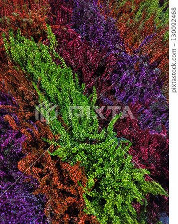 Colorful heather plants creating a vibrant natural tapestry wallpaper Colorful heather plants creating a vibrant natural tapestry wallpaper 130092468
