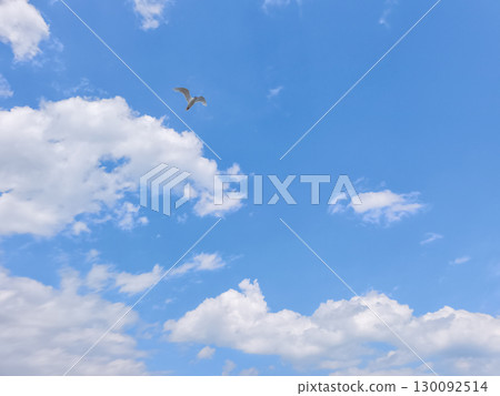Seagull flying in blue sky with white clouds in lignano sabbiadoro Seagull flying in blue sky with white clouds in lignano sabbiadoro 130092514