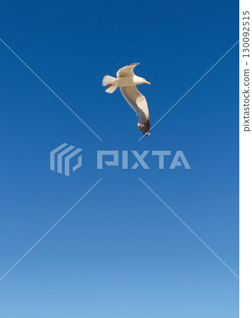 Seagull flying in the blue sky of lignano sabbiadoro Seagull flying in the blue sky of lignano sabbiadoro 130092515
