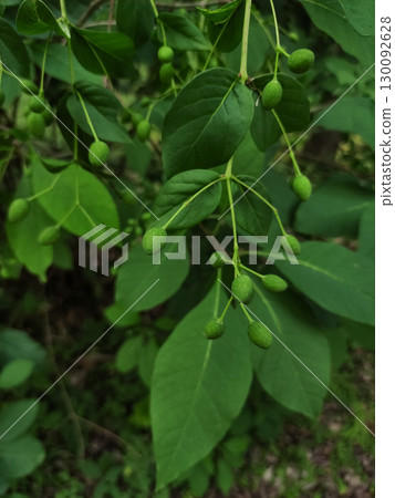 Green berries growing on branch in czech republic forest in pruhonice Green berries growing on branch in czech republic forest in pruhonice 130092628