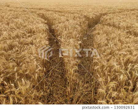 Tracks crossing a golden wheat field in kokorin, czechia Tracks crossing a golden wheat field in kokorin, czechia 130092631