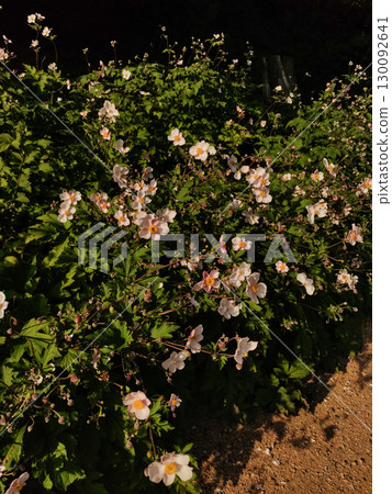 Japanese anemones blooming in pruhonice, czech republic Japanese anemones blooming in pruhonice, czech republic 130092641