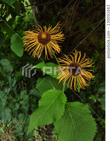 Inula magnifica showing its yellow petals in pruhonice, czechia Inula magnifica showing its yellow petals in pruhonice, czechia 130092663