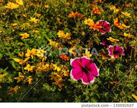 Bright pink and white petunia blooming in a field of yellow flowers Bright pink and white petunia blooming in a field of yellow flowers 130092687