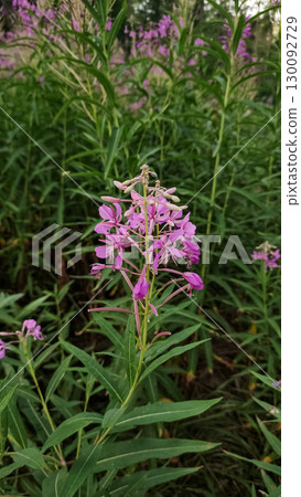 Blooming fireweed in high tatras slovakia, wildflowers in the mountain landscape 130092729