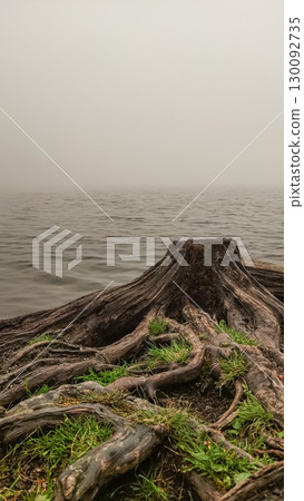Large tree stump emerging from foggy strbske pleso lake in slovakia 130092735