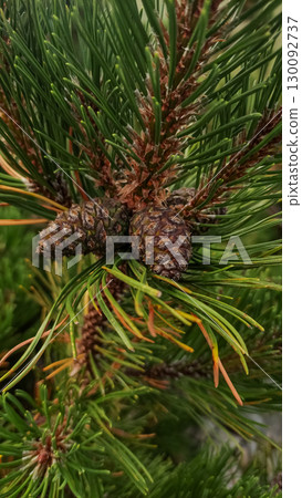 Pine cones growing on branch in high tatras mountains 130092737