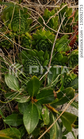Green hens and chicks succulents growing in high tatras mountains, slovakia 130092753