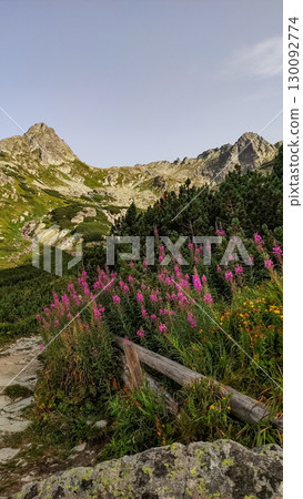 Blooming fireweed illuminating the path in the high tatras mountains Blooming fireweed illuminating the path in the high tatras mountains 130092774