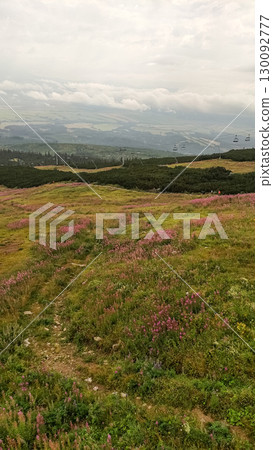 Cable car ascending over blooming meadow in the high tatras mountains 130092777