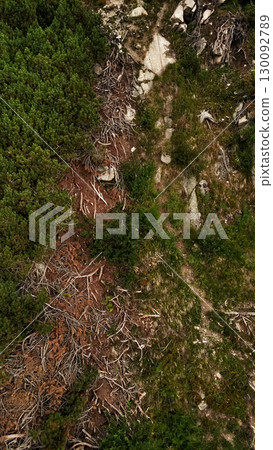 Deforestation threatening the high tatras mountains in slovakia 130092789