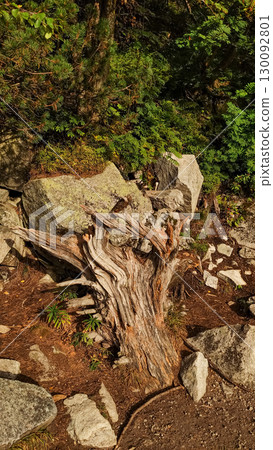 Gnarled tree trunk lying on mountainside in high tatras, slovakia Gnarled tree trunk lying on mountainside in high tatras, slovakia 130092801