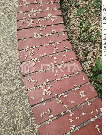 White flowers falling on red brick pavement in prague Karlin White flowers falling on red brick pavement in prague Karlin 130092804