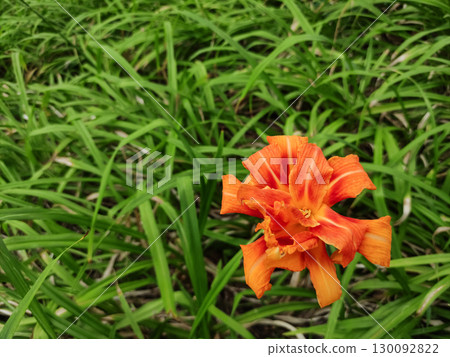 Orange daylily blooming in green grass in pruhonice, czech republic Orange daylily blooming in green grass in pruhonice, czech republic 130092822