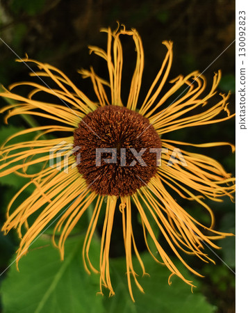 Inula magnifica showing its magnificent golden yellow petals in pruhonice czech republic 130092823
