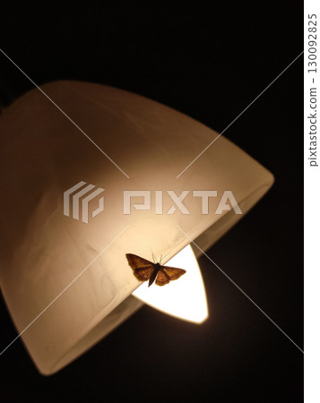 Moth flying near light bulb in prague 130092825
