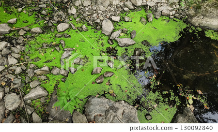 Green algae covering surface of stagnant water in pruhonice, czech republic Green algae covering surface of stagnant water in pruhonice, czech republic 130092840