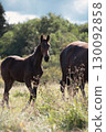 sportive colt posing at pasture at cloudy summer day 130092858
