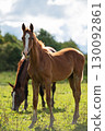 sportive chestnut colt posing at pasture at cloudy summer day 130092861