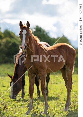 sportive chestnut colt posing at pasture at cloudy summer day 130092861