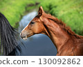 close up portrait of sportive chestnut foal walking at pasture at  summer day 130092862