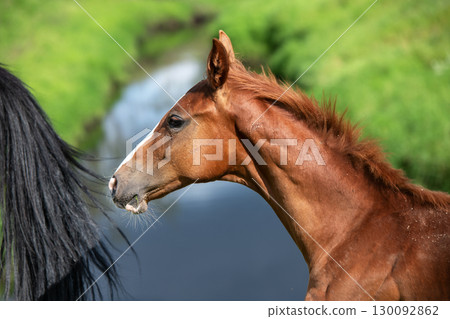 close up portrait of sportive chestnut foal walking at pasture at summer day close up portrait of sportive chestnut foal walking at pasture at summer day 130092862