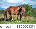 chestnut sportive foal posing at pasture with mom. cloudy summer day 130092864